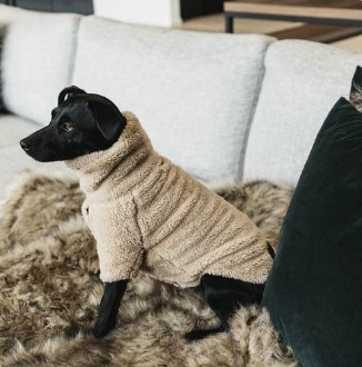 Kentucky Dog Sweater Teddy Fleece